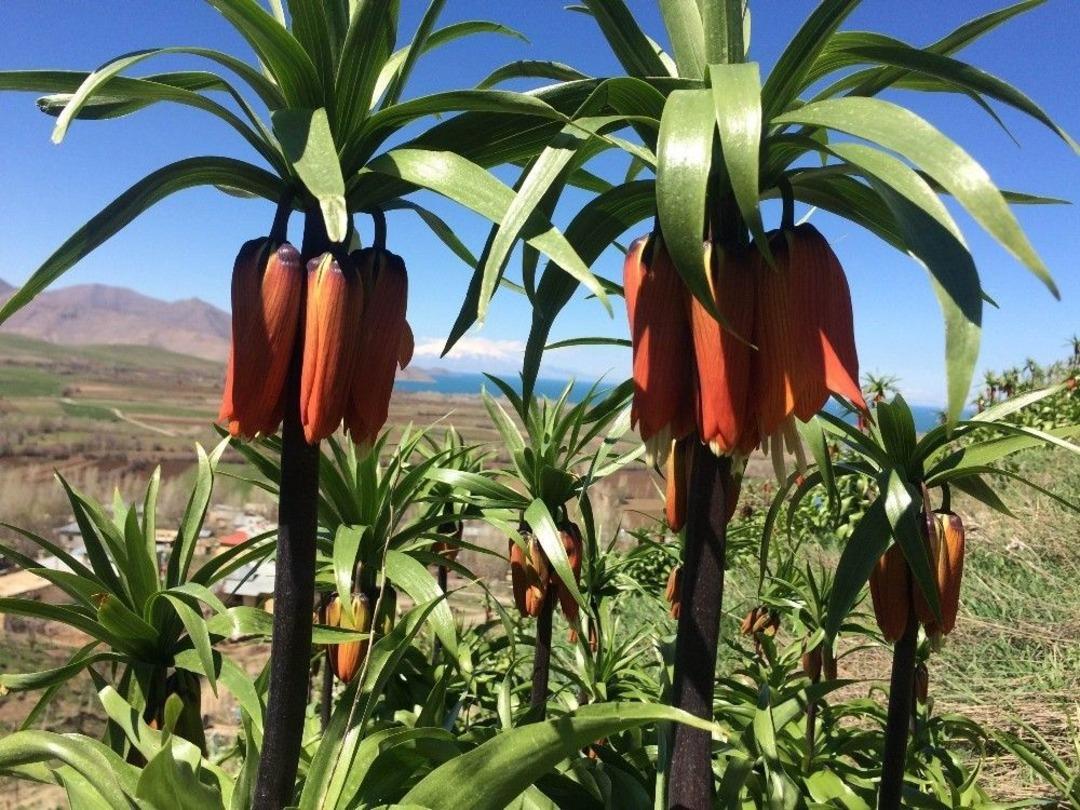 Van&rsquo;ın İki G&uuml;zel Y&uuml;z&uuml;