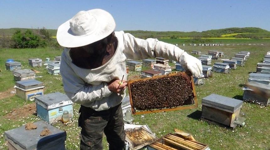 (&ouml;zel Haber) Arılarıyla Bin 500 Kilometre Yol Yaptılar