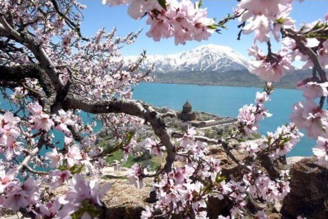 Tarihi Akdamar Adası Çiçeklerle Süslendi