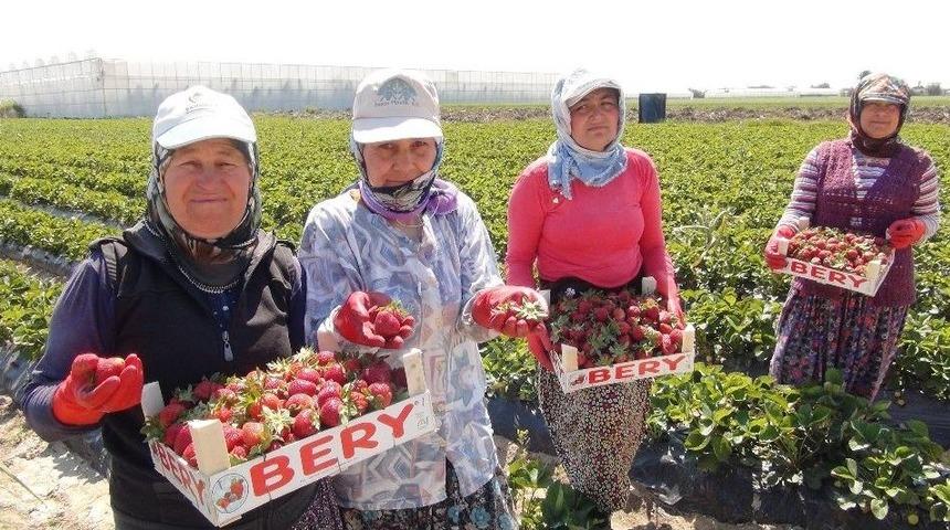 Silifke’de Çilek Ve Domates İhracatı Başladı