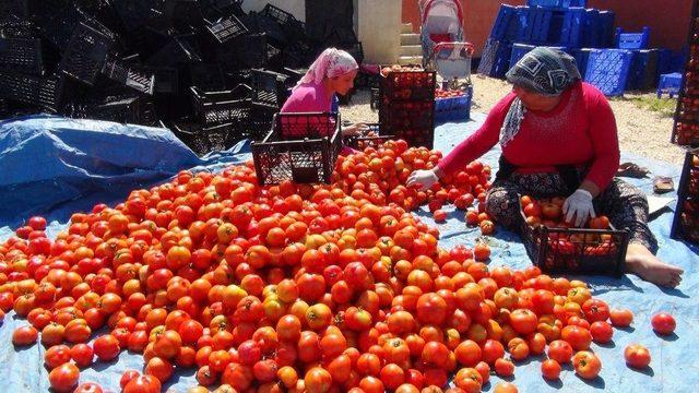 Silifke’de Çilek Ve Domates İhracatı Başladı