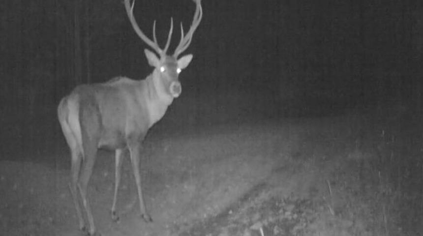 Doğu Karadeniz&rsquo;de Yaban Hayatı Fotokapanla İzleniyor
