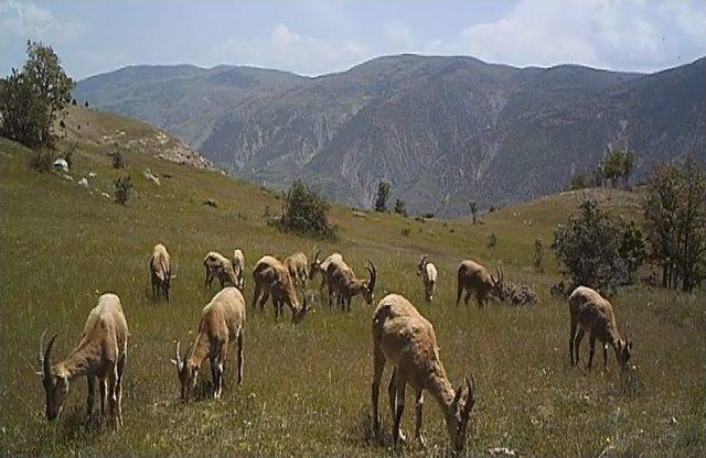 Doğu Karadeniz’de Yaban Hayatı Fotokapanla İzleniyor