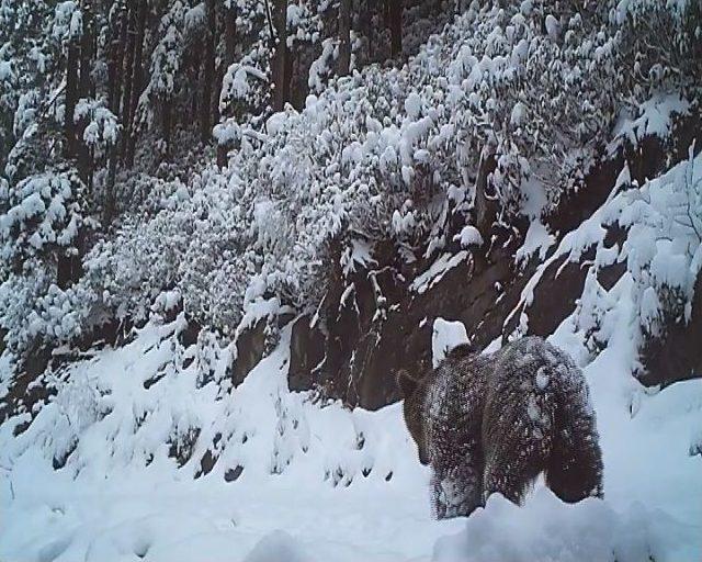 Doğu Karadeniz’de Yaban Hayatı Fotokapanla İzleniyor