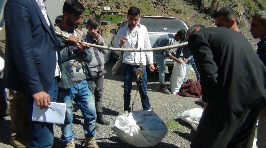 U&ccedil;kun Bitkisi Beyt&uuml;şşebaplıların Ge&ccedil;im Kaynağı Oldu