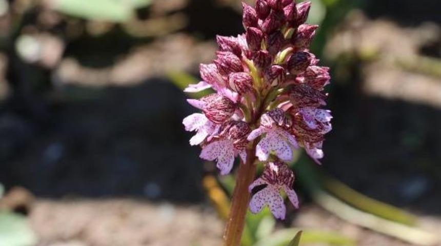 Samsun'da Salep Tarımı