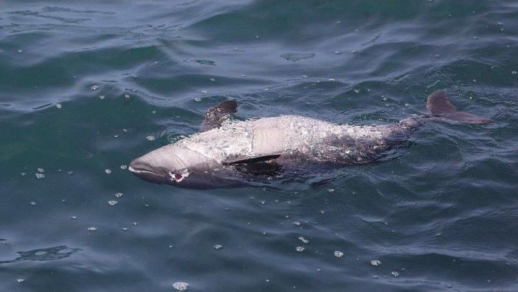 Yunusların Silahla Vurulması İnceleme Altında G2