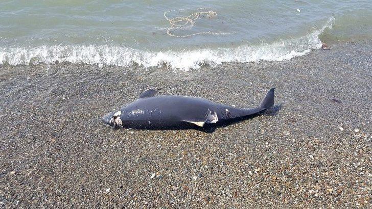 Yunusların Silahla Vurulması İnceleme Altında G3