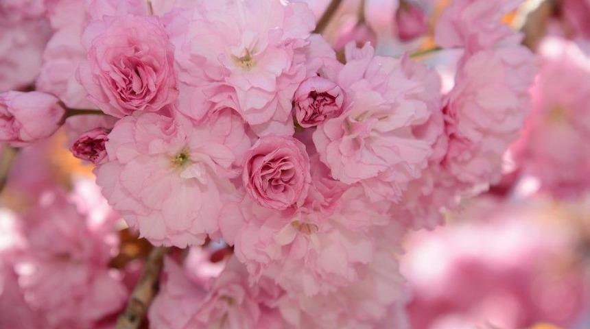 Konya&rsquo;da Sakuralar Şehre Renk Katıyor
