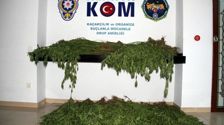 Antalya&rsquo;da 490 K&ouml;k Hint Keneviri Ele Ge&ccedil;irildi