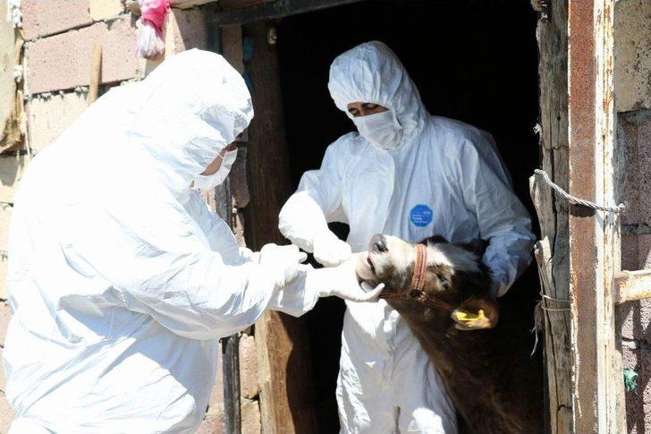 Diyarbakır’da Şap Hastalığı Tatbikatı Yapıldı G1