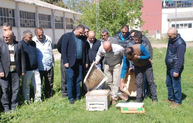 Uysal Arılar Elden Ele Dolaştı