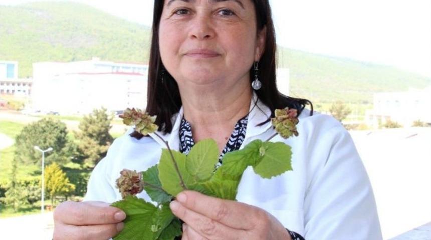 Fındık &Uuml;reticisine "kozalak Akarı" Uyarısı