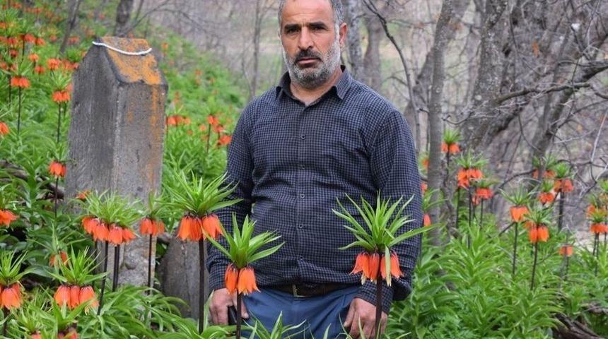 Baharın M&uuml;jdecisi Ters Laleler