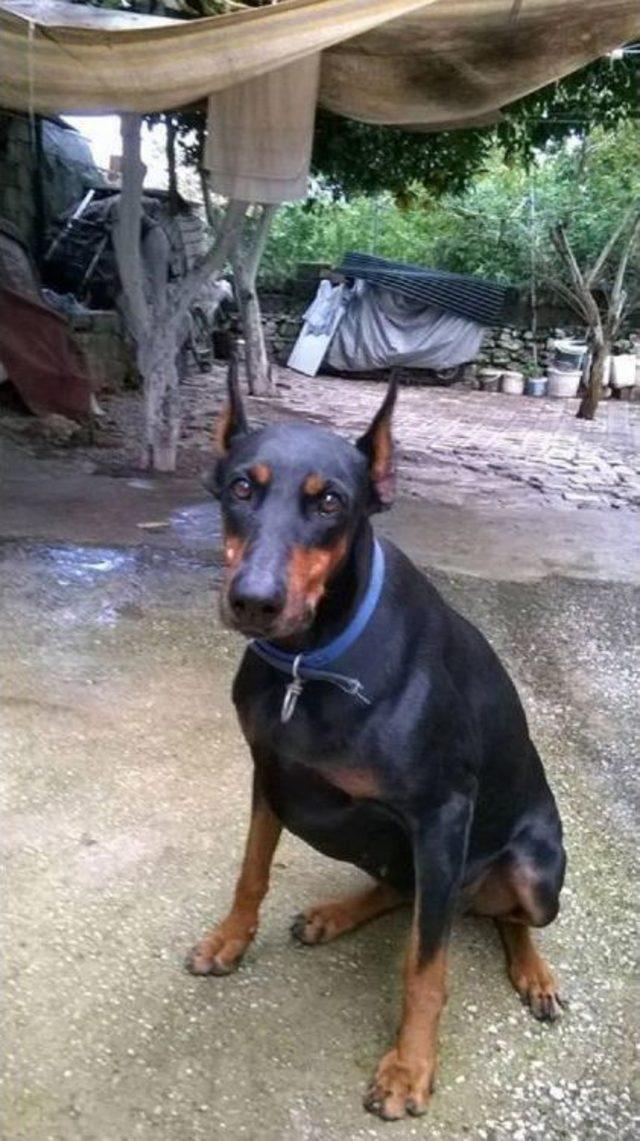 Dobermanı Zehirlediler