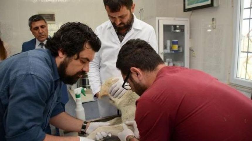 T&uuml;rkiye'de Bir Ilk, Sokak Hayvanları, Kan Testi Sonrası Aşıyla Korunacak
