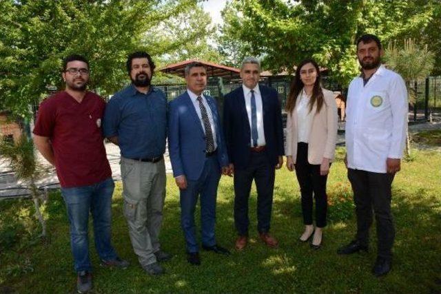 Türkiye'de Bir Ilk, Sokak Hayvanları, Kan Testi Sonrası Aşıyla Korunacak