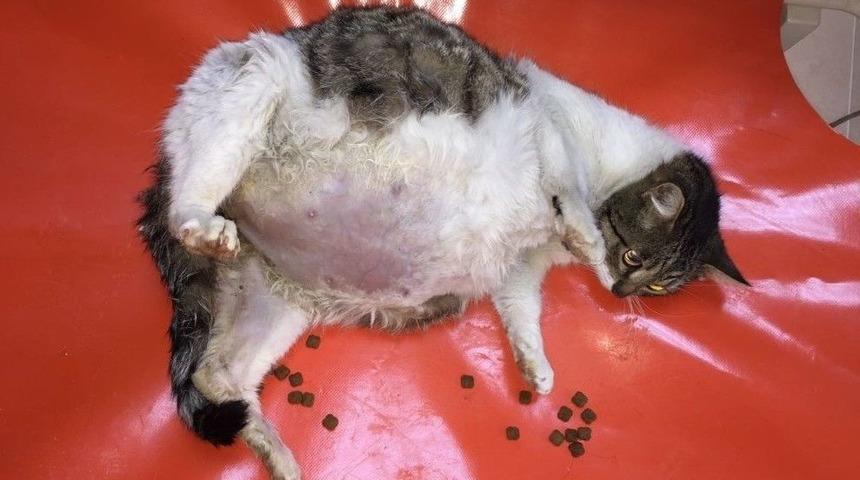 &Ouml;lmek &Uuml;zereyken Bulunan Kedi Sağlığına Kavuştu