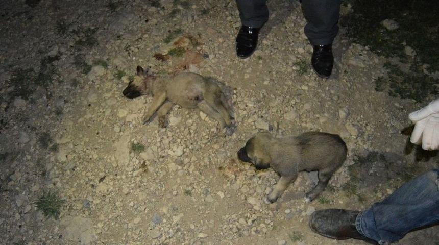 Yavru K&ouml;pekler Vahşice Katledildi