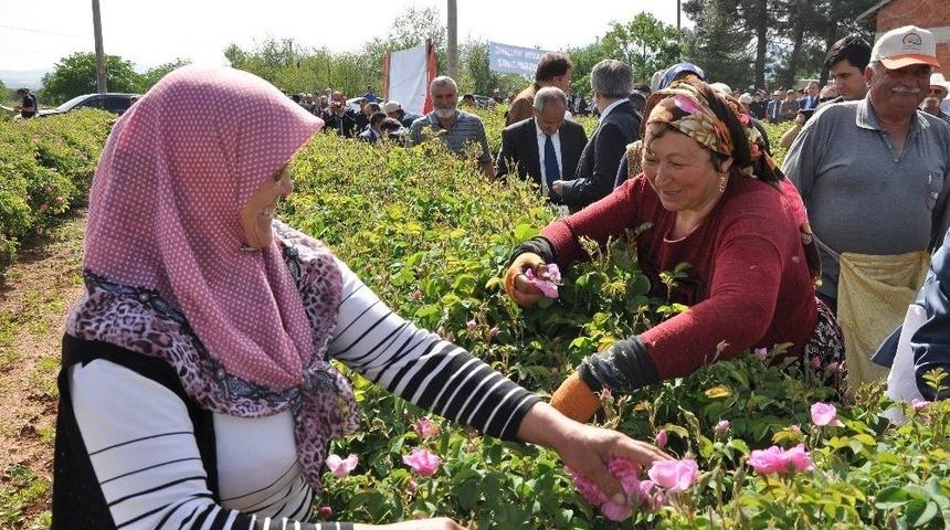 G&uuml;lbirlik Hasat Sezonunu A&ccedil;tı