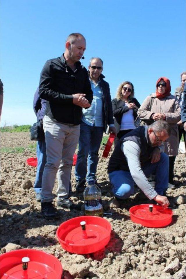 Domates Güvesine Karşı Tuzaklar Araziye Yerleştirildi