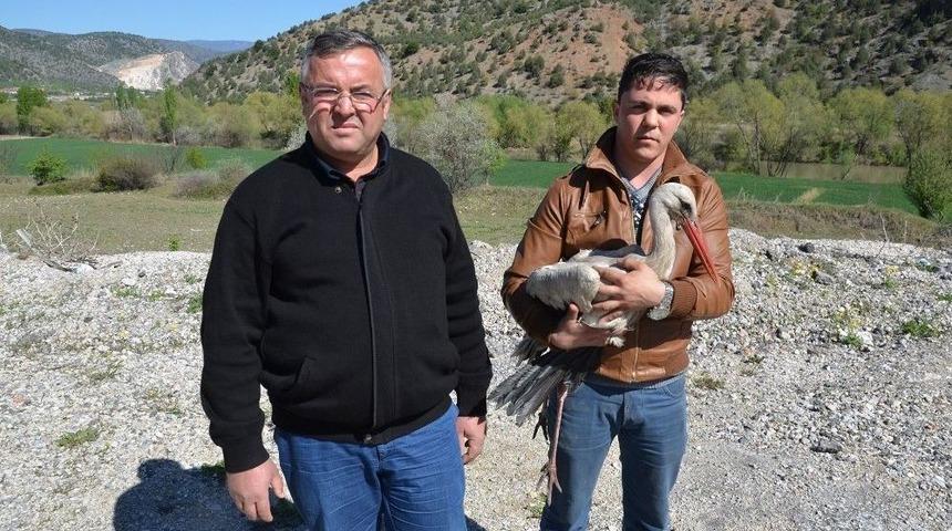 Karayolları Ekipleri Tarafından Bulunan Yaralı Leylek İki Ayda İyileşti
