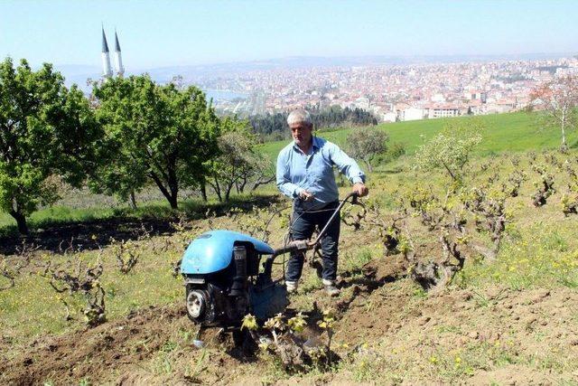 (özel Haber) Üzüm Bağlarında Geçen Bir Ömür