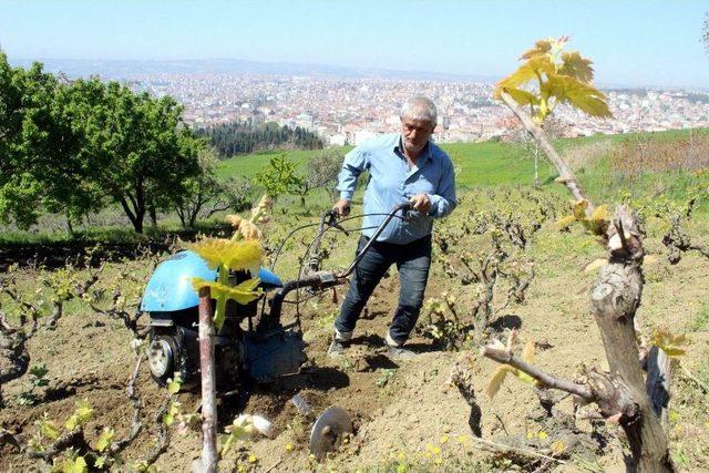 (özel Haber) Üzüm Bağlarında Geçen Bir Ömür