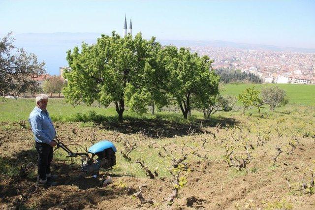 (özel Haber) Üzüm Bağlarında Geçen Bir Ömür