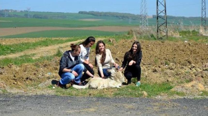 Lise &Ouml;ğrencileri Har&ccedil;lıklarıyla Sokak K&ouml;peklerini Doyuruyor