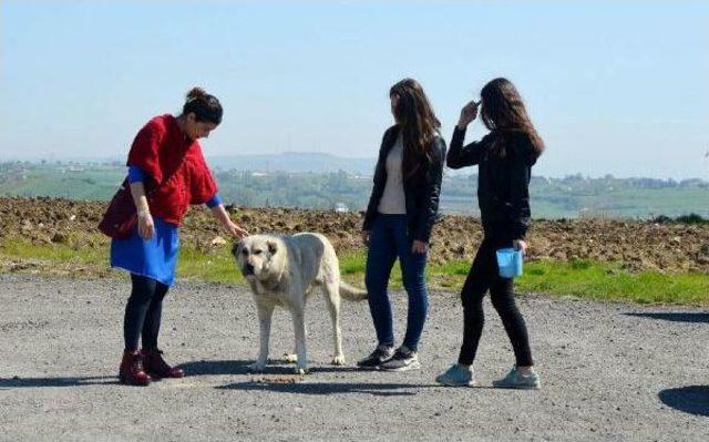 Lise Öğrencileri Harçlıklarıyla Sokak Köpeklerini Doyuruyor