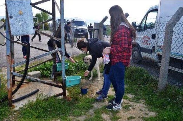 Lise Öğrencileri Harçlıklarıyla Sokak Köpeklerini Doyuruyor