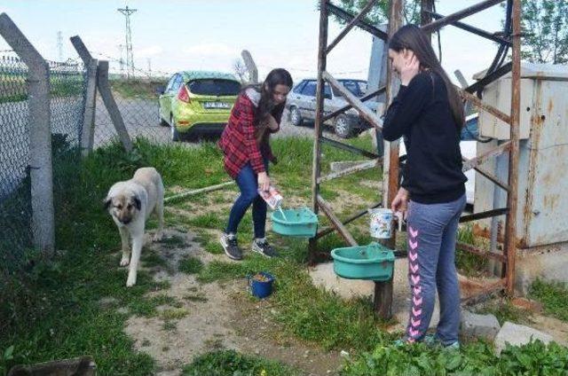 Lise Öğrencileri Harçlıklarıyla Sokak Köpeklerini Doyuruyor