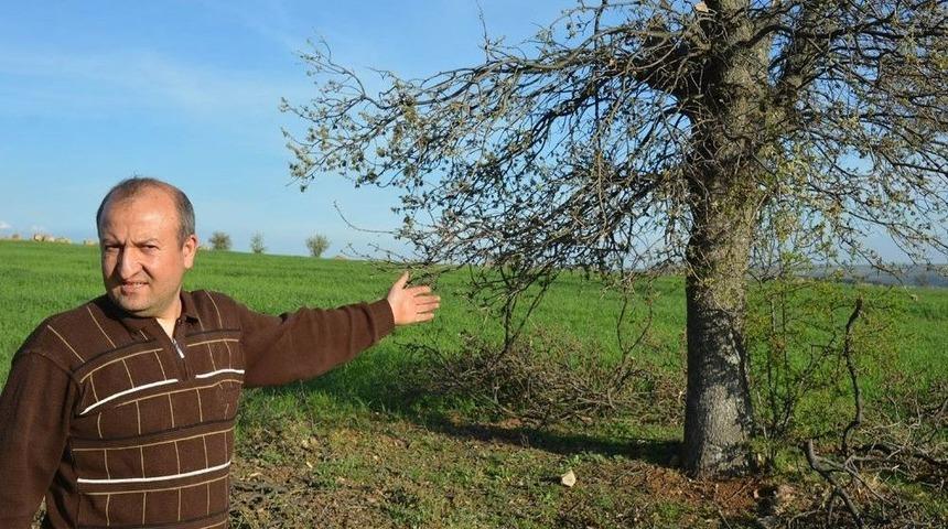 Uşak Kaşbelen K&ouml;y&uuml;nde Ağa&ccedil; Gaspları Yaşanıyor