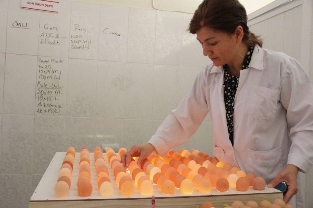 (&ouml;zel Haber) &Ccedil;ocuğunun Yumurta Alerjisi, Anneye Tavuk &Ccedil;iftliği Kurdurdu