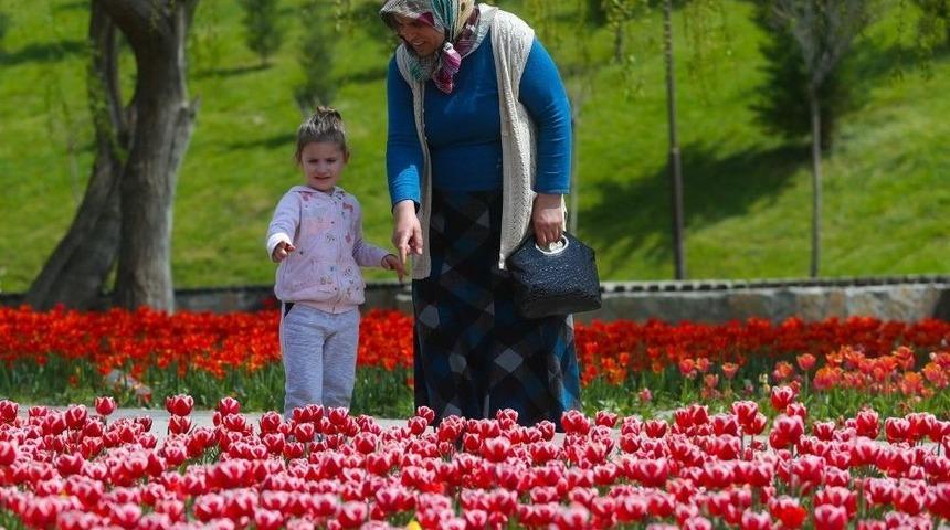 Sincan, Zarafet Ve G&uuml;zelliğin Temsili Lalelerle Bahara &lsquo;merhaba&rsquo; Diyor