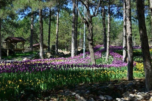 Gediz Yaşam Parkında Renk Cümbüşü