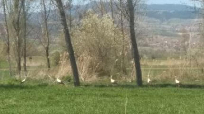 Hisarcık Yıllar Sonra Leylek G&ouml;rd&uuml;