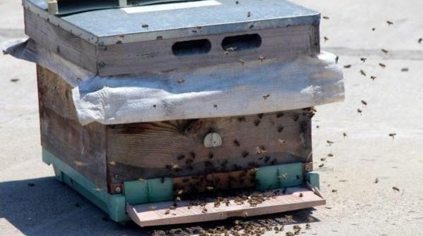 2 Bin Bal Arısı Bankı Istila Etti