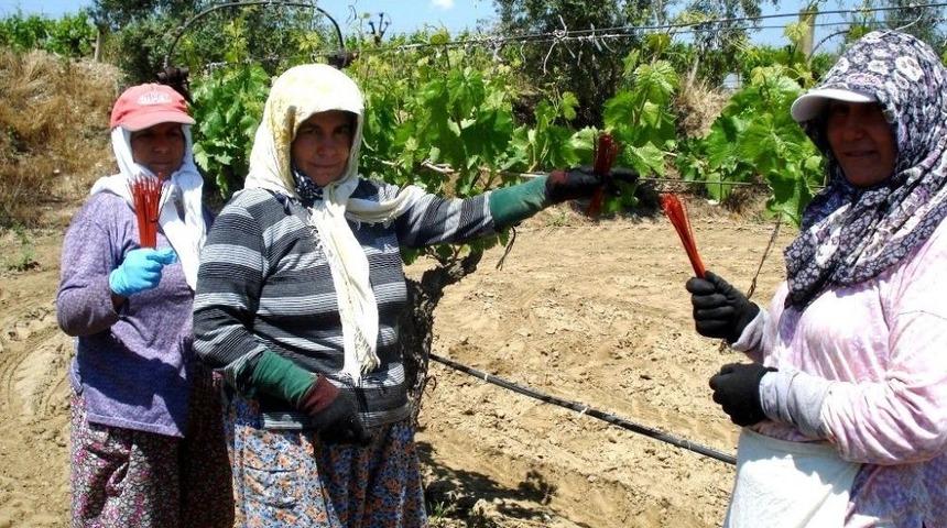 Salkım G&uuml;vesine Japon Tuzaklı &Ouml;nlem