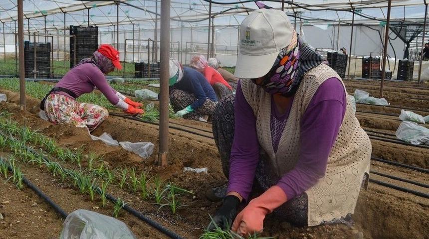 Bin 974 N&uuml;fuslu K&ouml;y Yılda 70 Milyon Tl&rsquo;lik Kesme &Ccedil;i&ccedil;ek &Uuml;retiyor