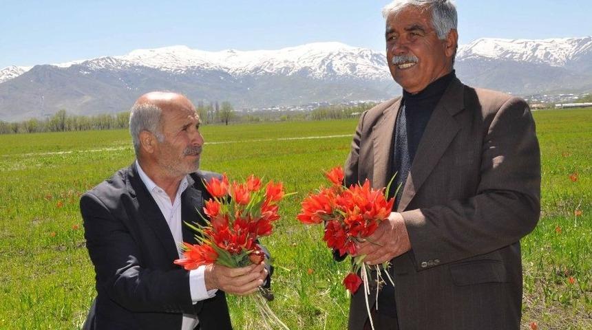 Lalelerin A&ccedil;masıyla Muş Ovası Kırmızıya B&uuml;r&uuml;nd&uuml;