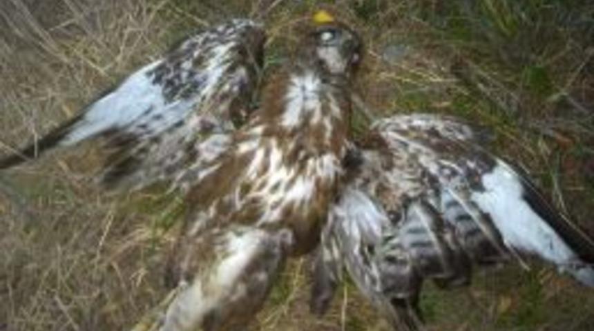 Kartal Vurana 8 Bin 900 Lira Para Cezası