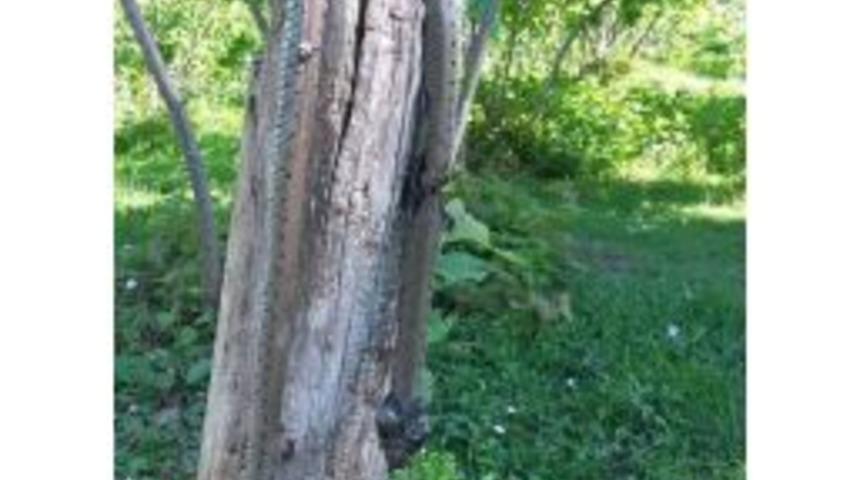 Fındık Bah&ccedil;elerinde G&ouml;r&uuml;len Yılanlar Korkutuyor