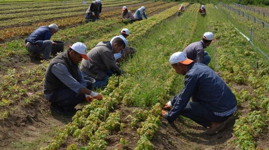 Ordu&rsquo;da Bu Yıl 2 Milyonu Aşkın Fidan &Uuml;retilecek
