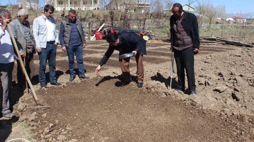 T&uuml;t&uuml;n Ekimi Başladı
