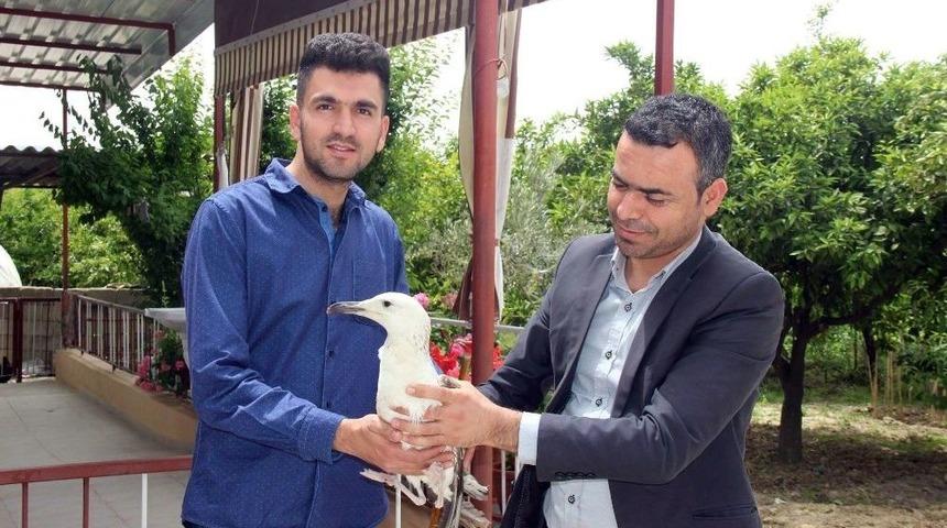 Sa&ccedil;mayla Yaralanan Martı Tedaviye Alındı