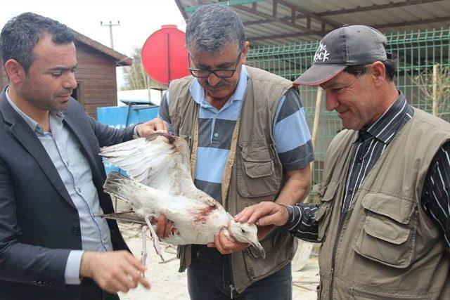 Saçmayla Yaralanan Martı Tedaviye Alındı