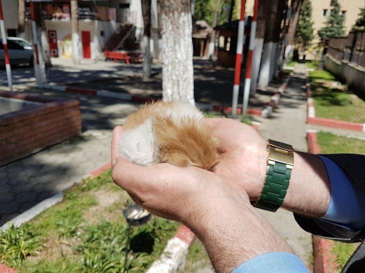 Atık Su Borusuna Sıkışan Yavru Kediyi İtfaiye Kurtardı