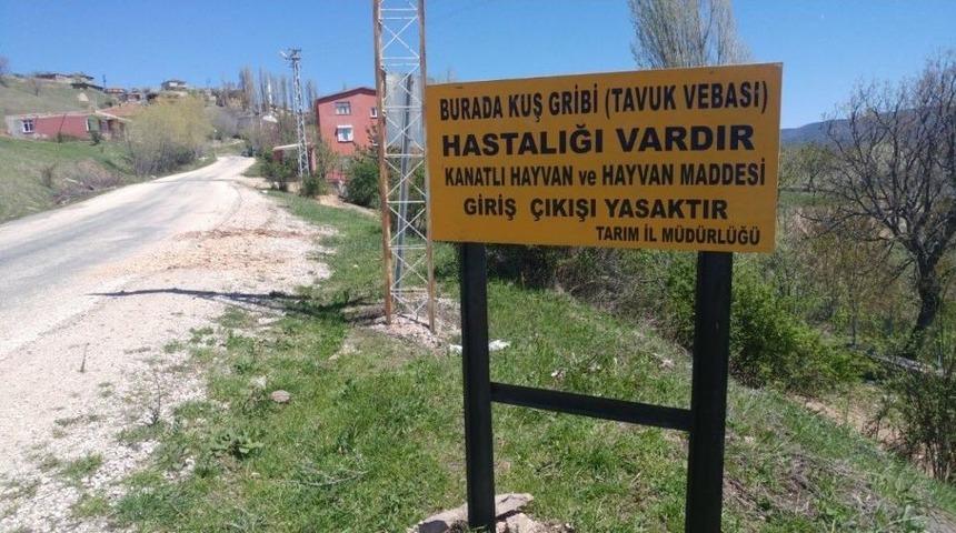 Reşadiye&rsquo;de Kuş Gribi İncelemesi